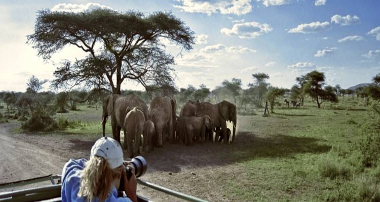 Touriste avec un appareil photo photographiant des éléphants dans une savane.