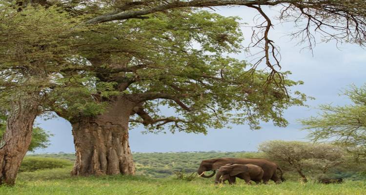 Elefantes bajo un gran árbol en un paisaje herboso.