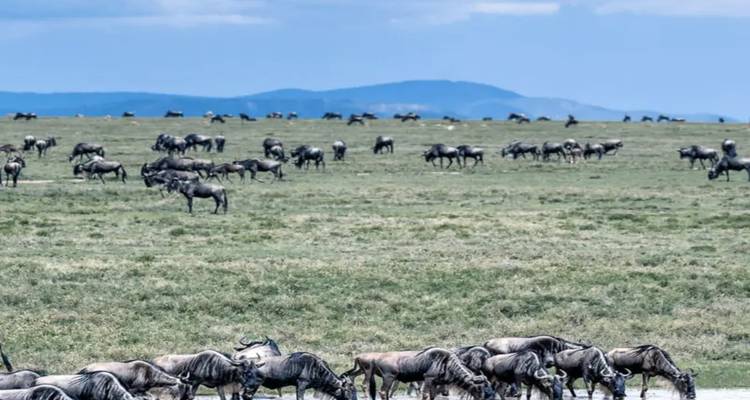 Ñus pastando en un campo vasto.