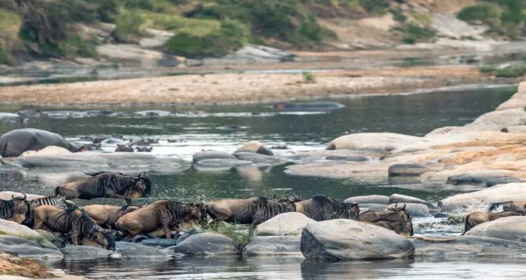 Ñus cruzando un río rocoso.