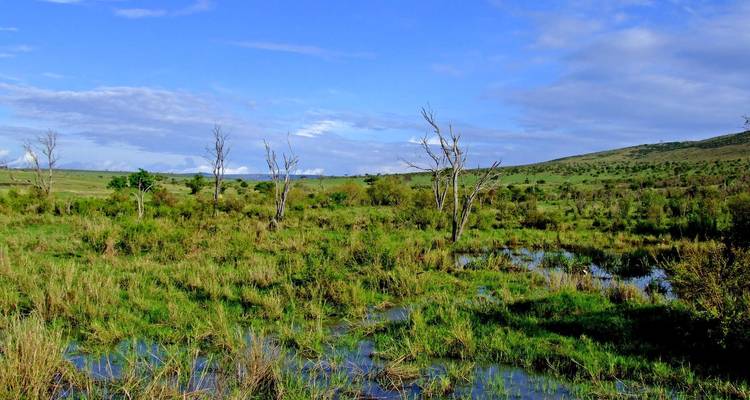 Una vista panorámica de un paisaje verde exuberante con árboles dispersos y un cielo azul.
