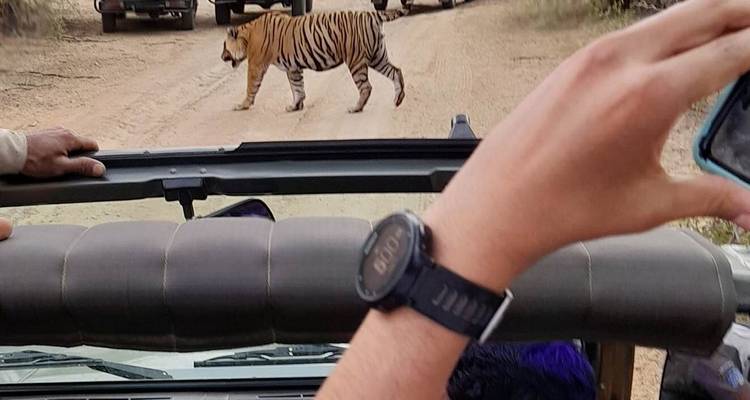 Des touristes prenant des photos d'un tigre traversant la route.