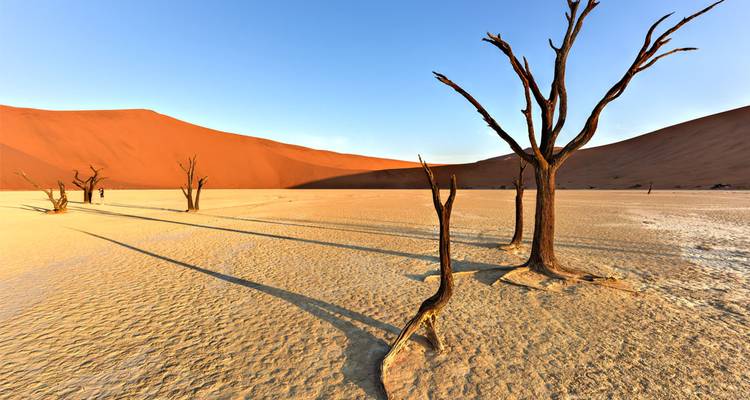 Dead trees in a desert with large red sand dunes.