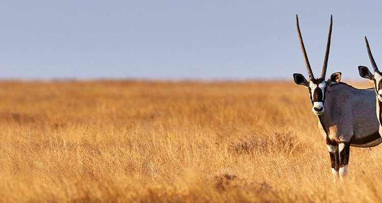 A grazing antelope in a grassland setting.