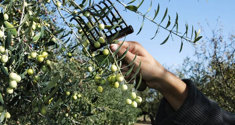 Person harvesting olives from a tree.