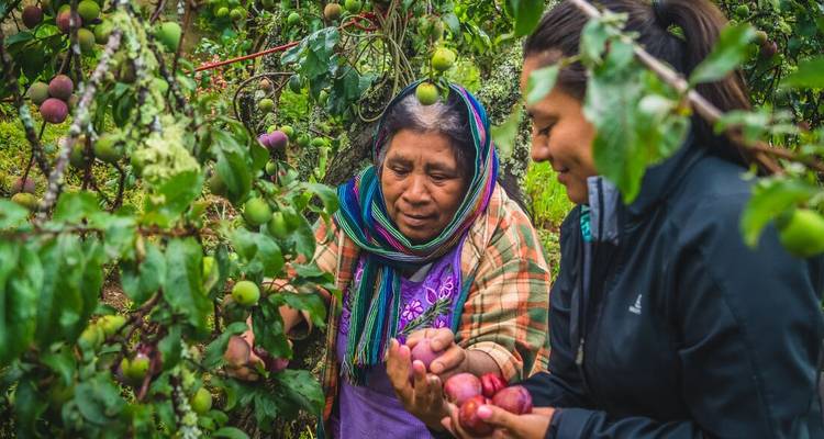 Two people picking fruits from a tree.