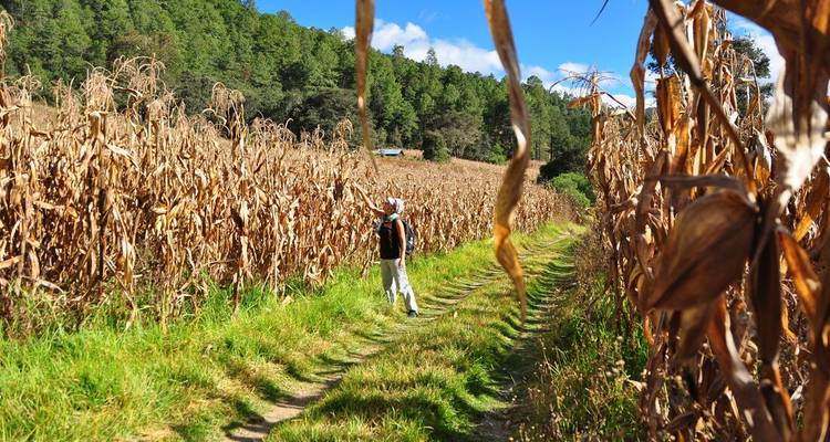 A person walking through a dry cornfield.