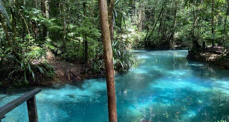 Une piscine bleue sereine entourée d'une jungle luxuriante.