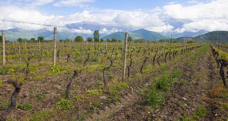 Viñedo con montañas al fondo.