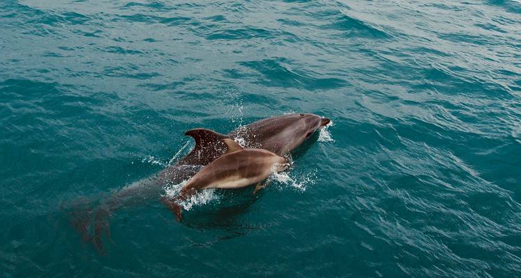 Pair of dolphins swimming in crystal clear ocean waters.
