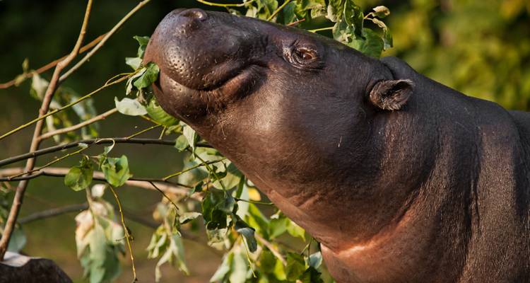 Un hippopotame pygmée qui grignote des feuilles.