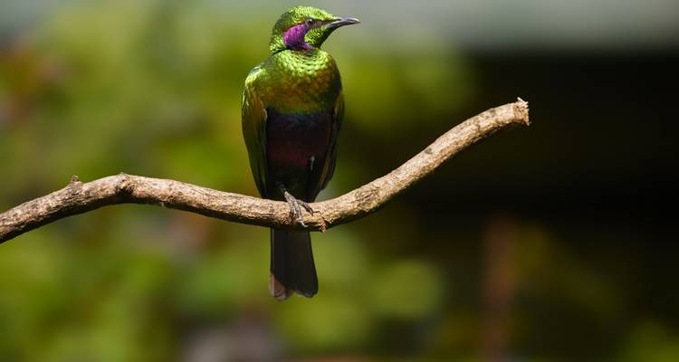 Oiseau vibrant aux plumes vertes et violettes métalliques perché sur une branche.