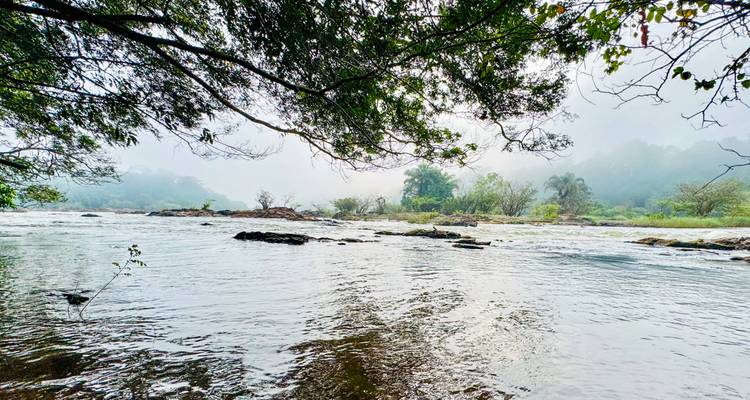 Rivière à l'eau claire coulant à travers une forêt tropicale.