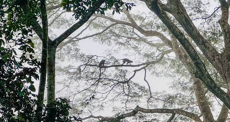 Silhouette de singes sur des branches d'arbres dans la forêt.