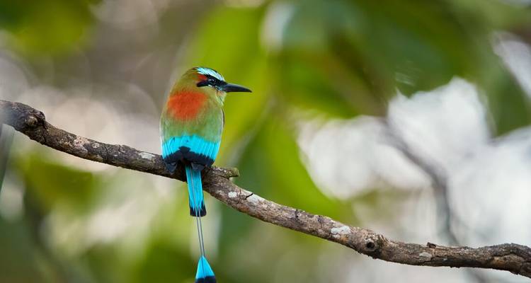 Oiseau motmot aux sourcils turquoise vibrants perché sur une branche.