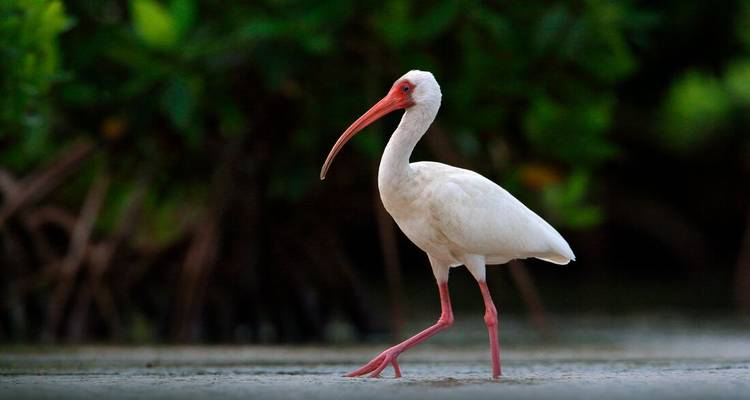 Ibis blanc marchant sur le rivage avec des mangroves en arrière-plan.