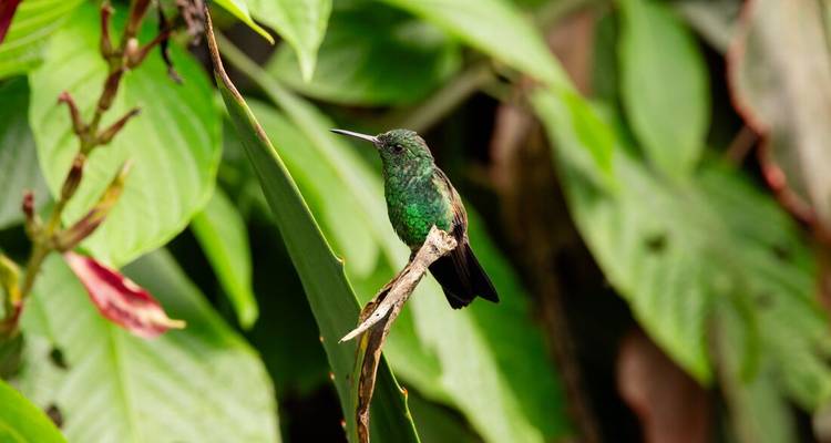 Colibri perché sur une feuille dans un environnement tropical.