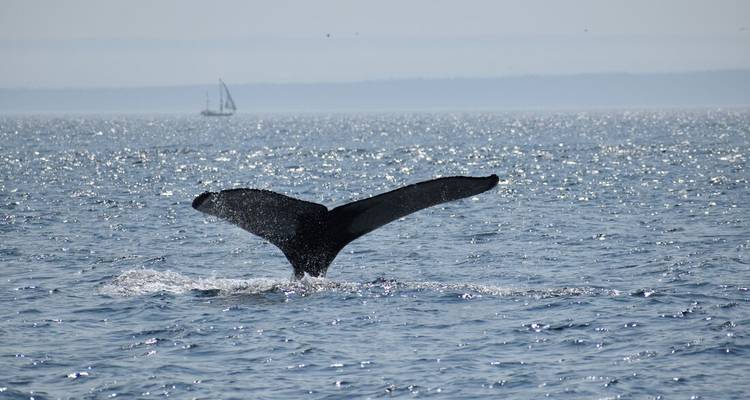Queue de baleine émergeant de l'eau avec un voilier au loin.