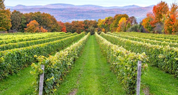 Vignoble avec des vignes luxuriantes situé dans un paysage automnal pittoresque.