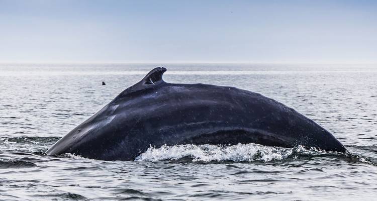 La espalda de una ballena jorobada y su aleta dorsal rompen la tranquila superficie del océano.
