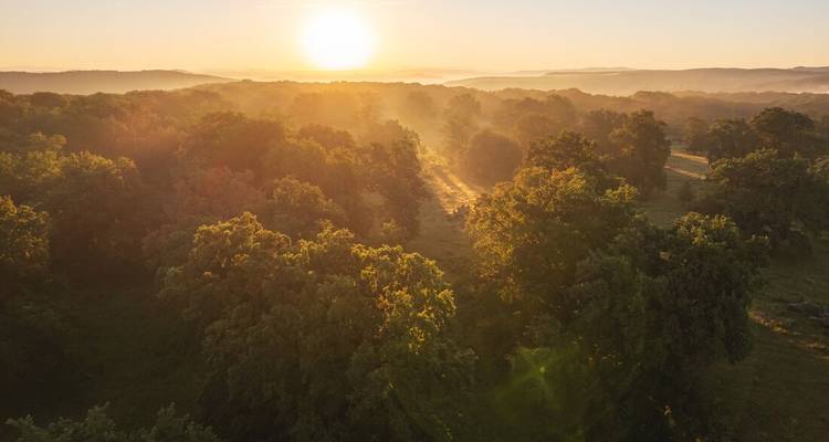 Sunrise over a misty forest landscape with glowing light.