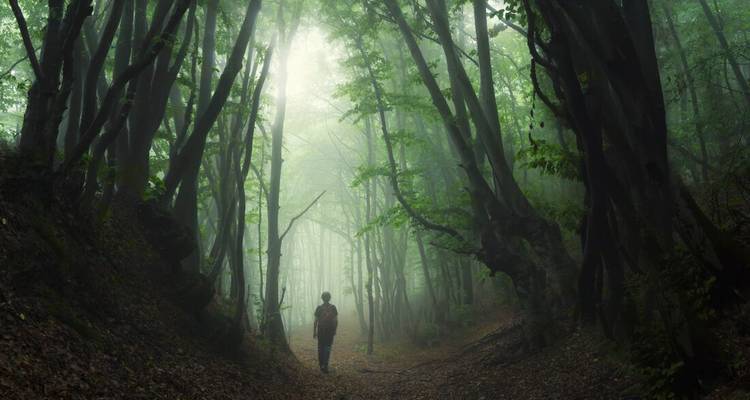 Person walking through a misty forest with tall trees.