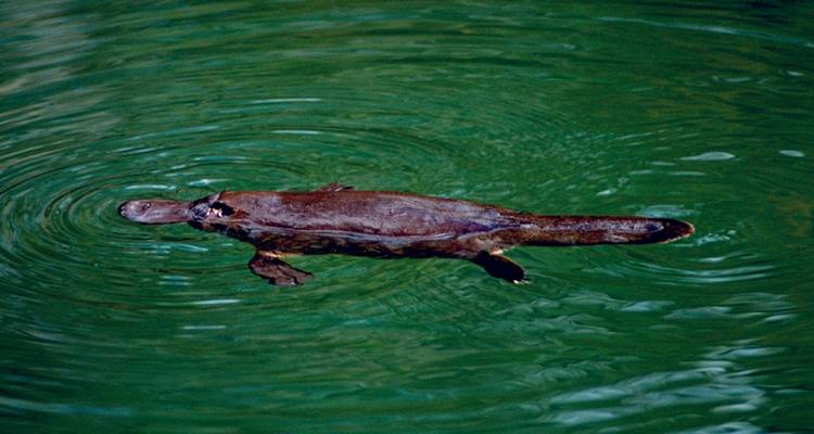 Ornithorynque nageant dans une zone aux eaux vertes.