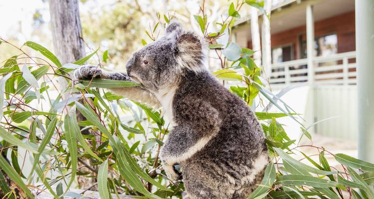 Koala comiendo hojas de un eucalipto.