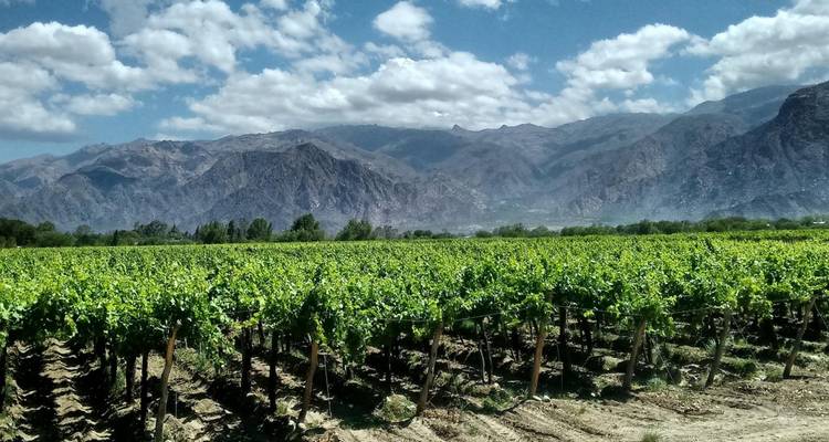 Wijngaarden met weelderig groen tegen een achtergrond van bergen.