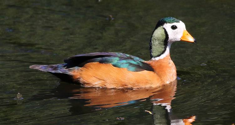 Colorful duck swimming in the water.