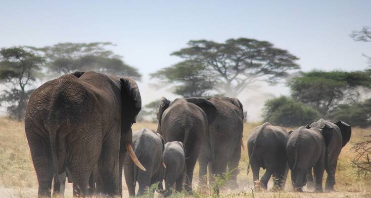 Elephants walking away in a savanna.