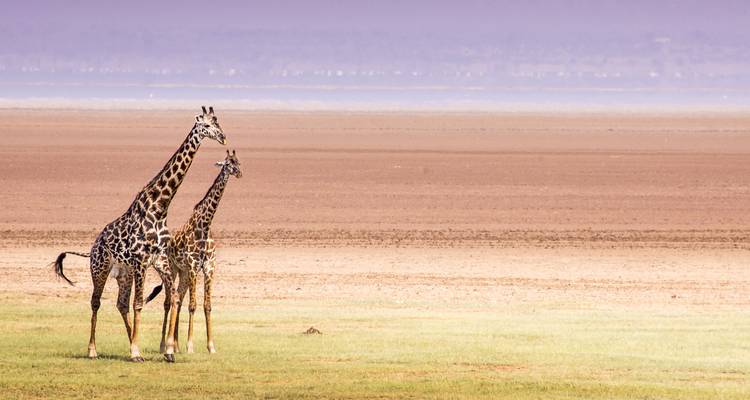 Two giraffes standing on a vast expanse of land with a distant horizon.