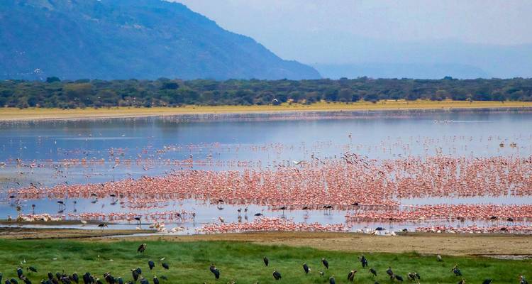 A large flock of flamingos in a lake with a mountainous backdrop.