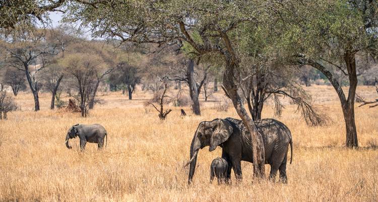 Elephants grazing under trees in a savannah.