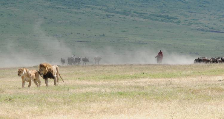 Lions walking across a grassy landscape with cattle herder in the background.