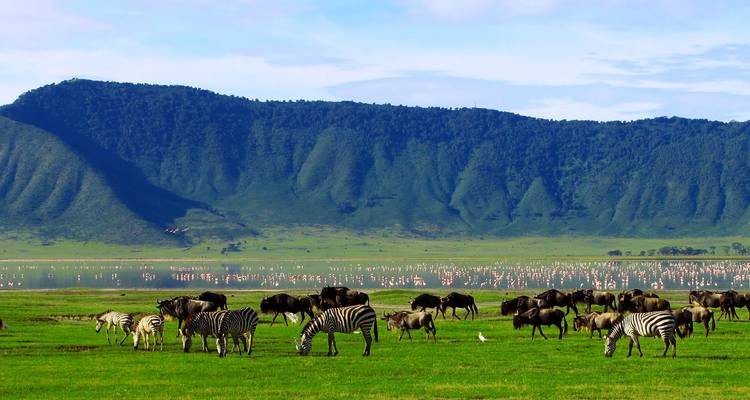Zebras and wildebeests grazing in a lush valley with mountains.