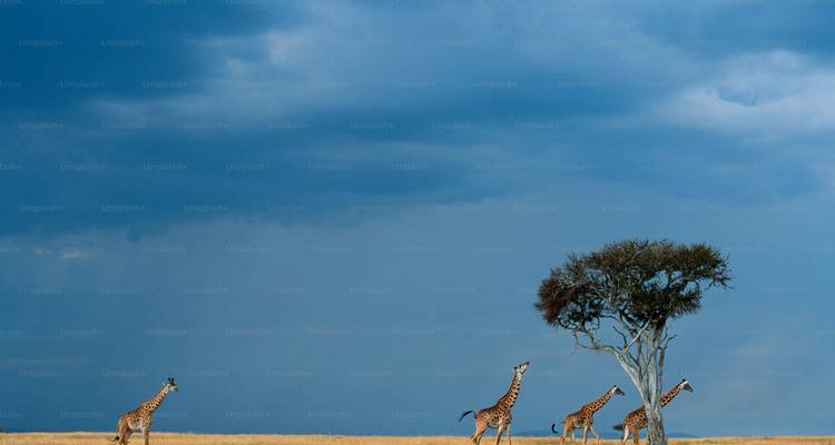 Giraffen, die in der Savanne unter einem dramatischen Himmel wandeln.
