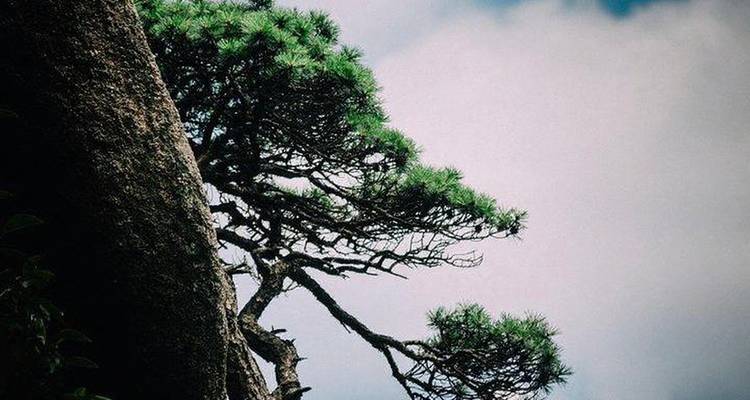 Pine tree growing on a rocky mountain ledge.