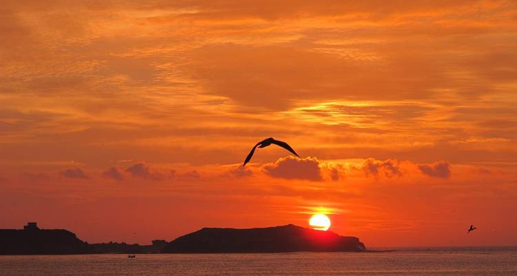 Seagull flying over the ocean at sunset.
