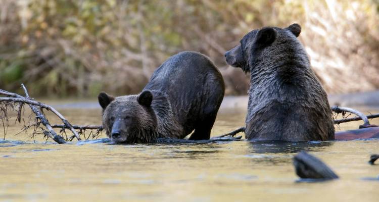 Zwei Bären stehen in einem seichten Fluss, umgeben von Bäumen.