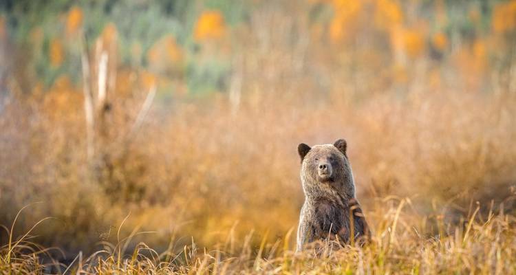 Bär steht im trockenen Gras mit Waldgebiet im Hintergrund.