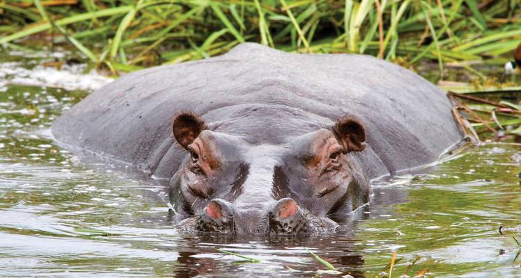 Hippopotamus submerged in water, facing the camera.