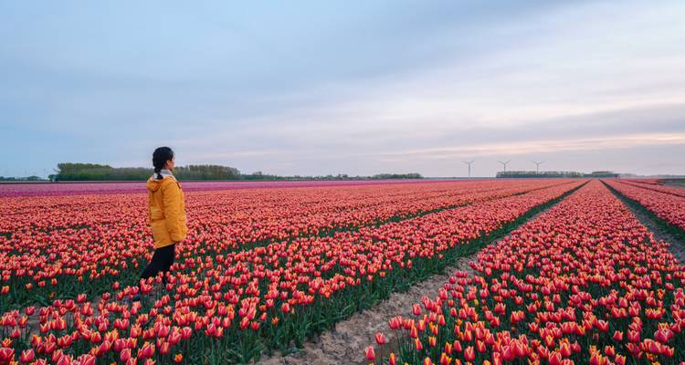 Personne marchant à travers un vaste champ de tulipes en fleurs.