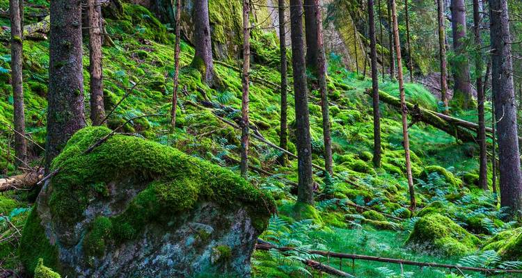 Bosque verde exuberante con rocas y árboles cubiertos de musgo.