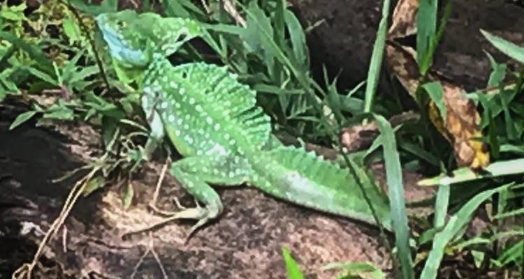 Lézard basilic vert sur une bûche dans une forêt.