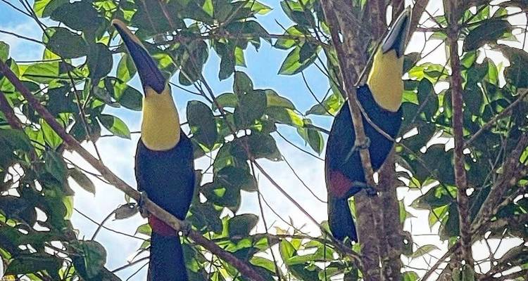 Deux toucans perchés sur une branche d'arbre.