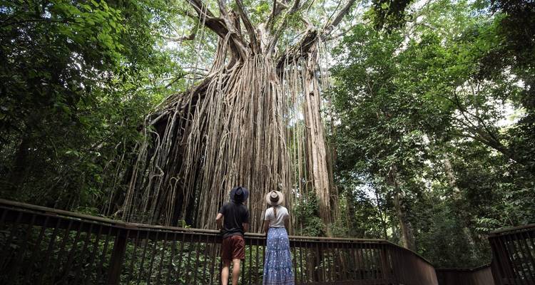 Dos personas admirando un árbol baniano gigante desde un malecón.