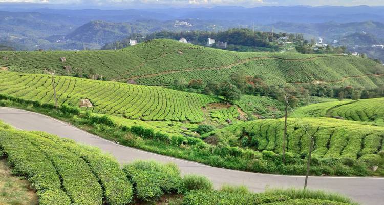 Green tea plantations with winding roads and distant hills.