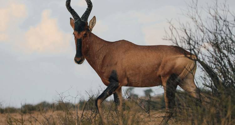 A lone antelope standing in the bush with a clear sky background.