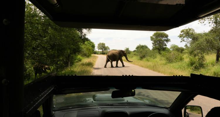 A safari vehicle viewing an elephant crossing the road in a green landscape.